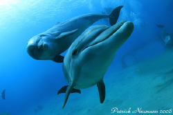 amazing ... taken with Canon 400D/Hugyfot housing, no strobe by Patrick Neumann 